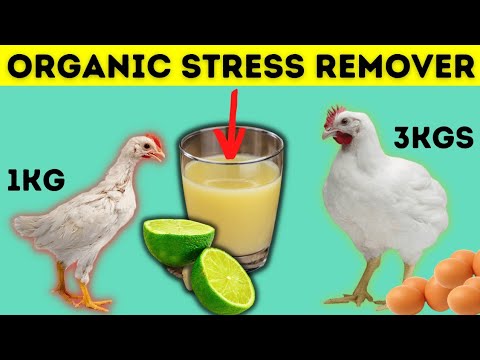 , title : 'ORGANIC REMEDY TO REDUCE HEAT STRESS ON CHICKENS FOR FASTER GROWTH & MORE EGGS PRODUCTION'