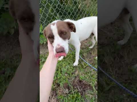 Isabella, an adoptable Jack Russell Terrier & Terrier Mix in Sutton, MA_image-1
