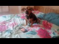 Dog Singing Cinderella