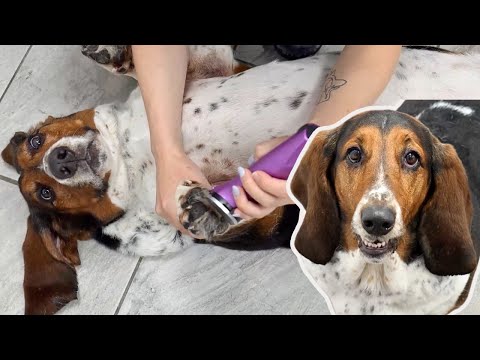 Two absolutely hilarious Basset Hounds made my day 😂