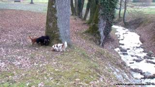 preview picture of video 'Cavalier King Charles Spaniel  breeder Kavaliri hrastove šume - morning walk 2/2'