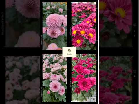 Lebih Suka Sebut Bunga Aster atau Krisan ? #shorts