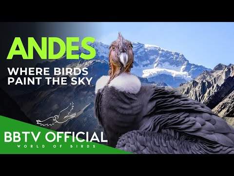 ANDES | Where Birds Paint the Sky | BBTV Official | Wildlife Documentary