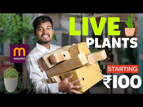 Interesting LIVE FLOWER PLANTS Under ₹250 from MEESHO | Best Home Decor Outdoor/Indoor Plants