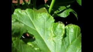 VEGGIE BARRELS APRIL27.avi