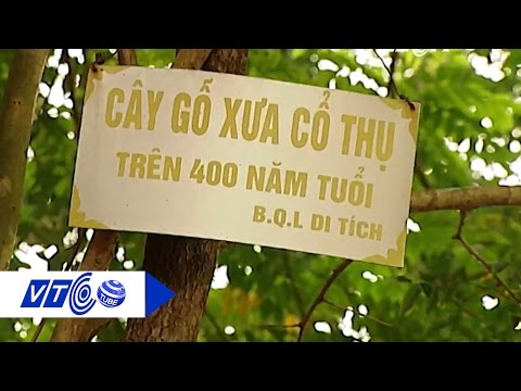 Người dân phản đối ‘hạ giá’ cây sưa 49 tỷ | VTC