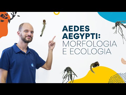 Aedes aegypti