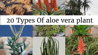 20 Different Types Of Aloe Plants (With Pictures) And Complete Care Guide