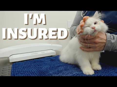 The Ultimate Pet Insurance Guide | How to Find The Best Insurance For Cats and Dogs