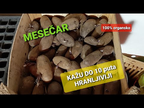 Kako zaštititi povrće od KRTICE I KOROVA