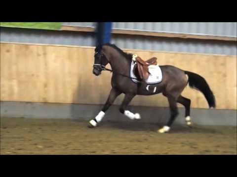 3j Wallach v. Three Stars Champion Indeed (Champion de Luxe)