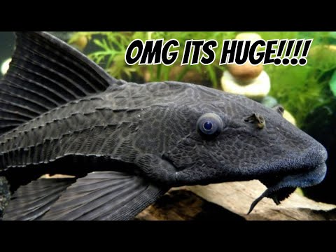 Common Pleco — Hypostomus plecostomus
