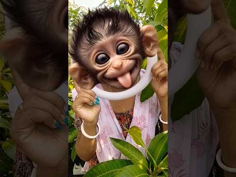 cute corgi action😍#0041