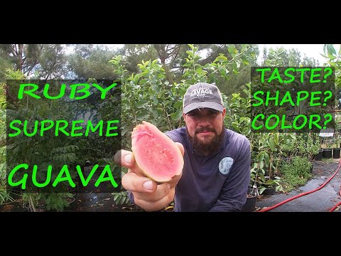 , title : 'Ruby Supreme Guava Review | Growing tips