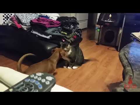 Cat Vs Dog.