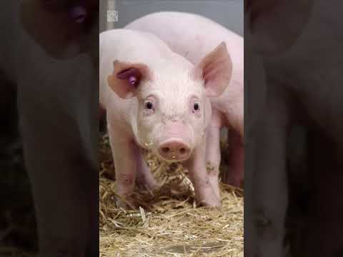 Krieger AG   Imageclip 2024   Story