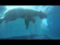 Detroit Zoo Polar Bear Playing With A Ball