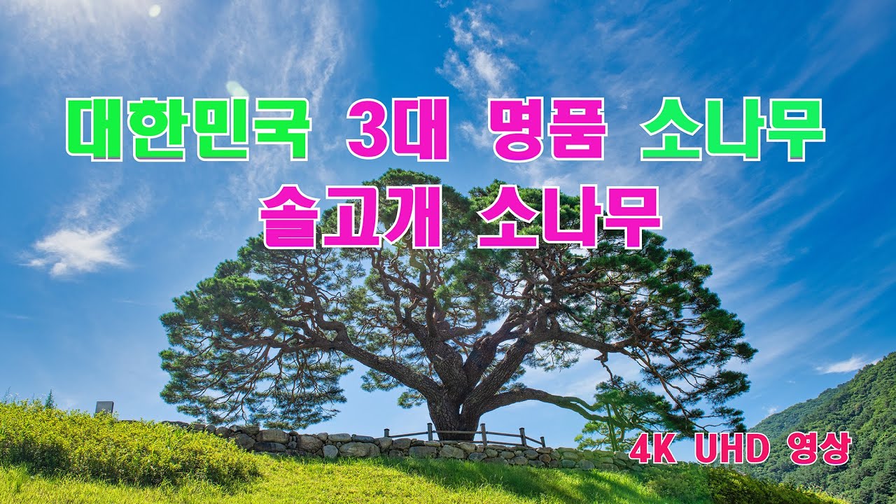 솔고개 소나무 영상 유튜브 썸네일