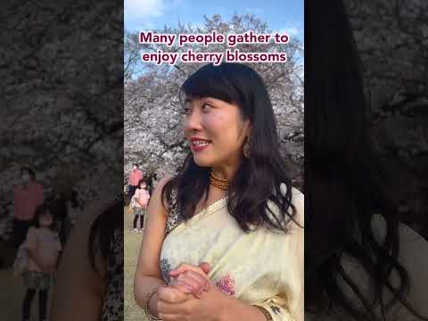 अतिसुन्दर Cherry Blossom???? सारी पहनकर देखने गई | Mayo Japan