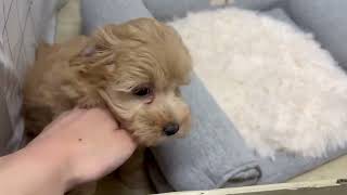 ハーフ犬の動画01
