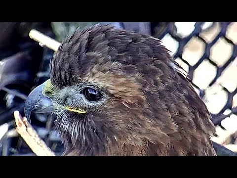 Red Tailed Hawk~Big Red close up~10:26 am 2021/03/10