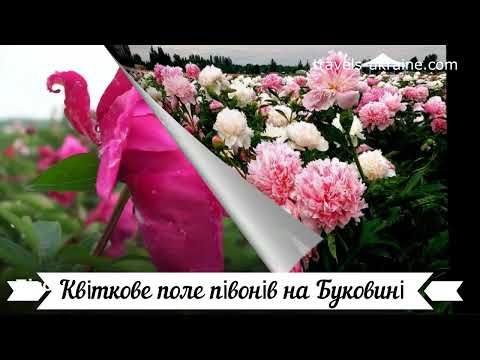 Поле півоній