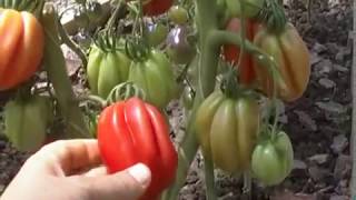 Томат Этуаль: описание сорта помидоров, характеристики, посадка и выращивание, болезни и вредители. Отзывы о достоинствах и недостатках