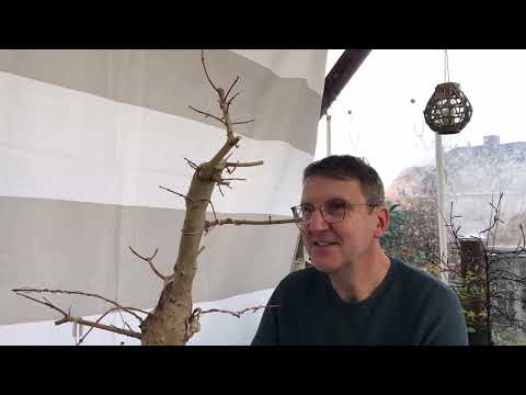 Erstgestaltung dicker Feldahorn 'Acer campestre' und Thema Bienenwachs 🍯🐝 Pre-Bonsai 2023/04