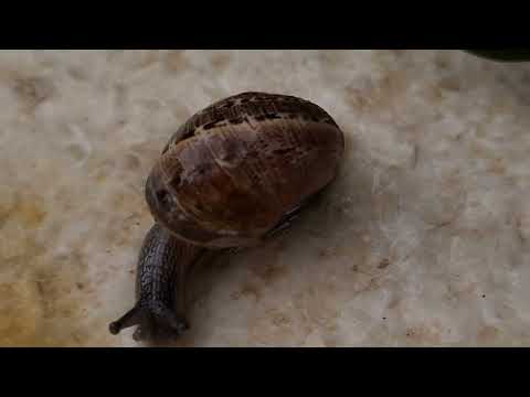 חילזון גינה קטן Un pequeño caracol de jardín
