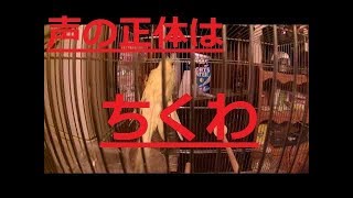 いつも実況中聞こえる声の正体を明かします。【実写】