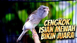 Download lagu KENARI PANDA MEWAH PALING DICARI - MASTERAN KENARI ISIAN BLACKTHROAT GACOR SUARA JERNIH FAVORITE mp3