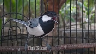 Download lagu Burung Gelatik Batu Emosi Tarung Memanggil Lawan ‼️ ampuh gelatik wingko gacor mp3 Download lagu Burung Gelatik Batu Emosi Tarung Memanggil Lawan ‼️ ampuh gelatik wingko gacor mp3