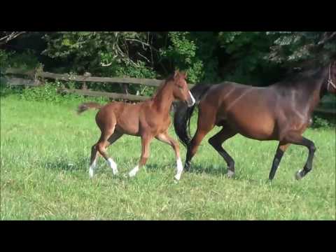 *2017 Stutfohlen von Le Vivaldi - Lauries Crusador xx