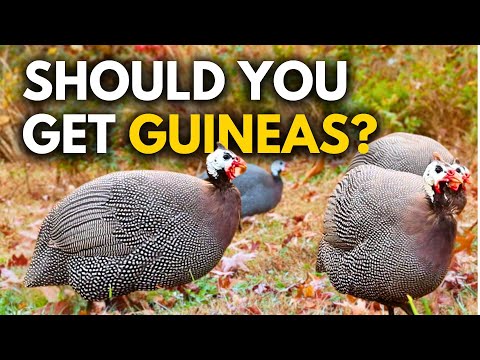 Guinea Fowl: Homesteading Heaven or Hell?