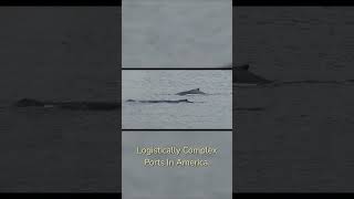 Get Ahead of the Seattle Crush on Your MSC Alaska Trip #shorts #cruisehacks