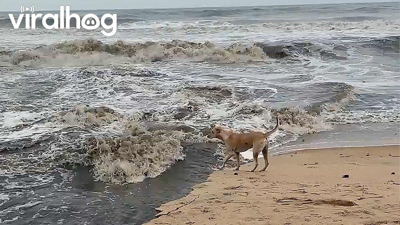 Dog Crosses Rushing Water in India || ViralHog