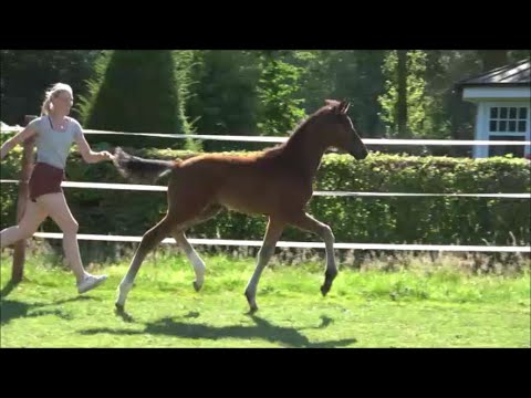 *2023 Hengst von Va Bene - Follow Me