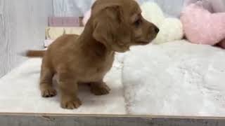 ミニチュアダックスの動画01