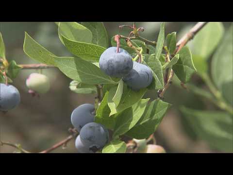 Blueberry picking experience at a farm in Kumagaya City, Saitama Prefecture