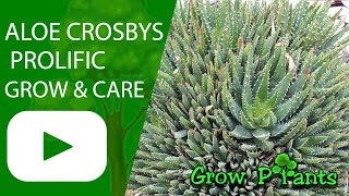 Aloe Crosbys Prolific  - grow & care (Aloe nobilis x humilis)