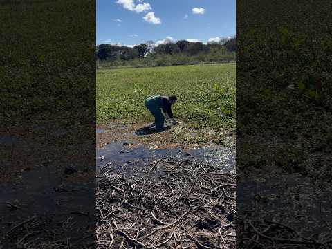 Encontré todas estas especies en La Paz, Entre Rios 🐠