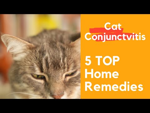 Cat's Eyes swollen and watery: Cat Conjunctivitis Treatment