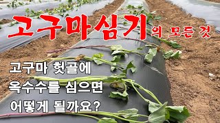고구마와 옥수수를 함께 심었다가 망했습니다-고구마심기-