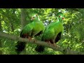 Green Tittifers Tune