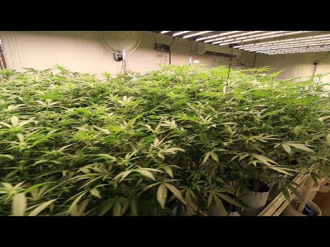 Garden Update: Skywalker OG & Glue Dream - Flower Week 3: Before & After The 2nd Schwazze'