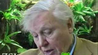Sir David Attenborough: the Global Amphibian Crisis