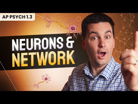 The Neuron & Neural Firing (AP Psychology Review Unit 1 Topic 3)