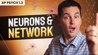 The Neuron & Neural Firing (AP Psychology Review Unit 1 Topic 3)