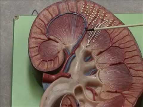 anp whole kidney