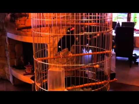 Gwarek 'Duduś' mówi .